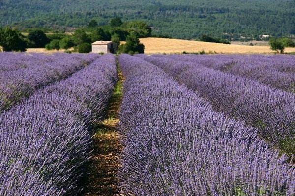 Des champs de lavande