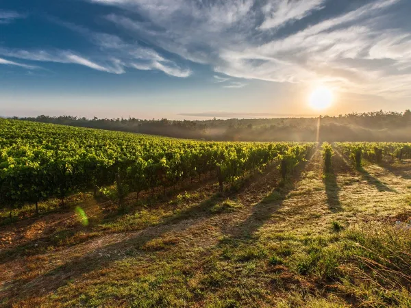 Magnifiques vignobles à proximité du camping Roan Le Capanne.