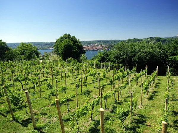 Vignobles à proximité du camping Roan Okay Lido.