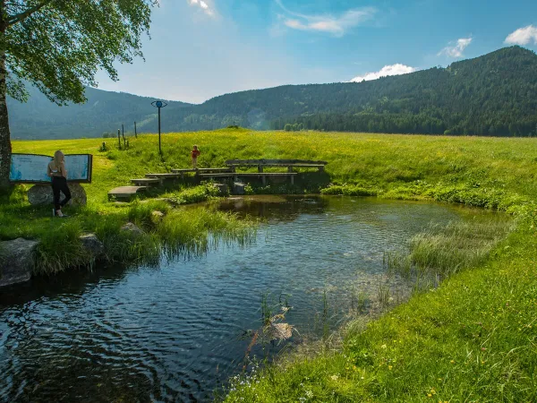 Un environnement verdoyant au camping Roan Bella Austria.