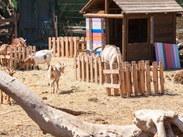 Zoo pour enfants au camping Roan Méditerranée Plage.