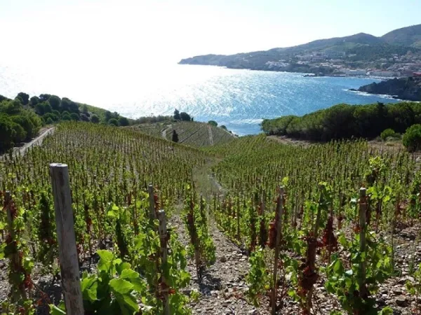 Vignobles près du camping Roan La Sardane.