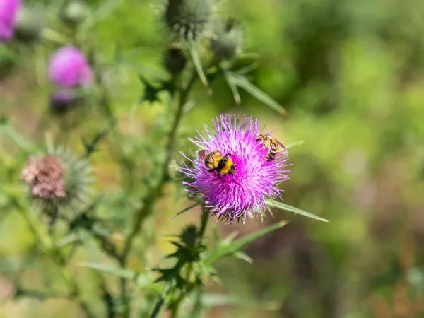 Biodiversité dans les environs du camping Roan Birkelt.