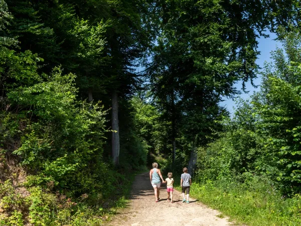 Chemin de randonnée près du camping Roan hu Birkelt village.