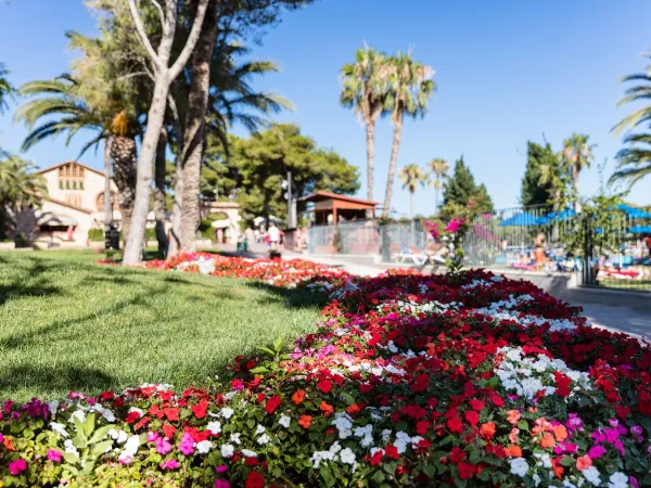 Fleurs colorées au camping Roan Vilanova Park.