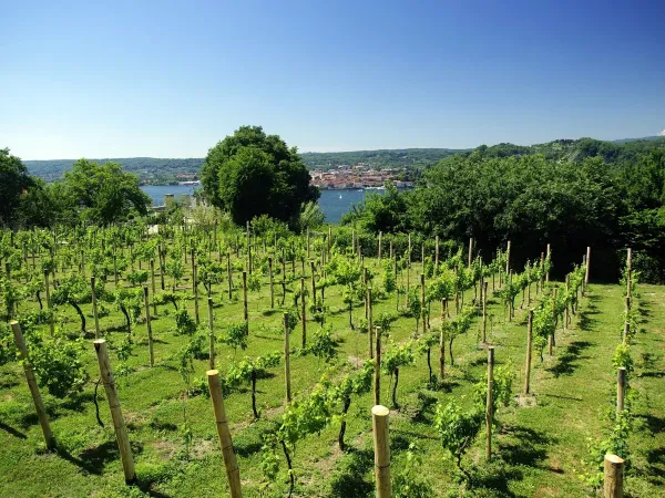 Vignoble à proximité du camping Roan Lido Verbano.