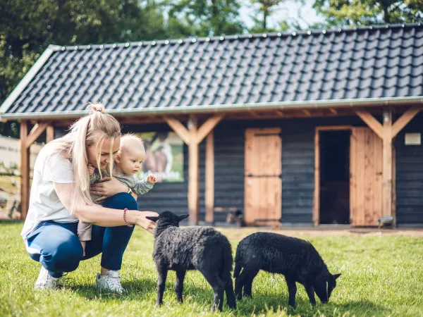 Zoo pour enfants au camping Roan Ackersate.