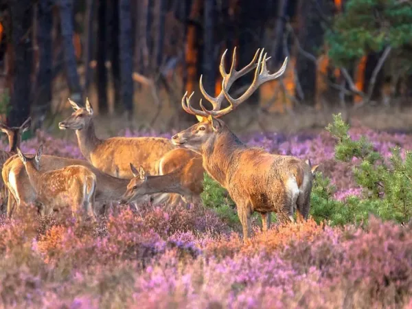 Observation du gibier dans le Veluwe au camping Roan Ackersate.