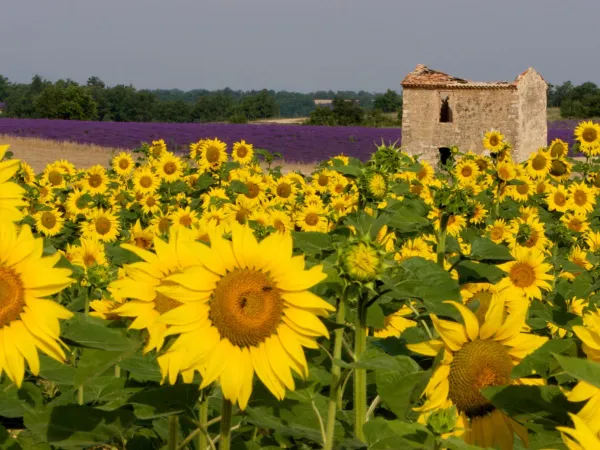 Image d'ambiance autour de la Provence.