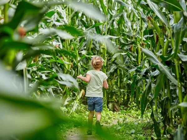 Labyrinthe de maïs au camping Roan Terspegelt.