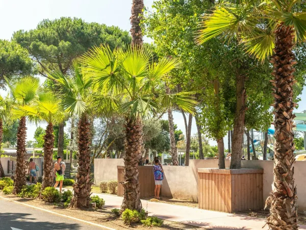 Allée de palmiers au camping Roan Le Castellas.