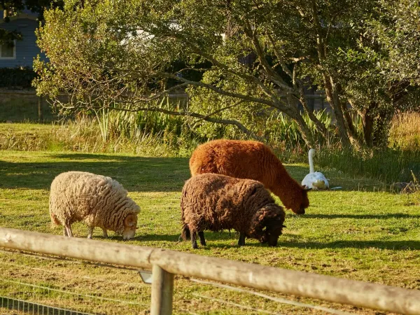 Zoo pour enfants au camping Roan de la Grande Métairie.