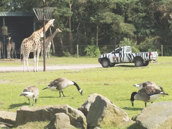 Le zoo de Beekse Bergen se trouve à proximité du camping Roan Het Genieten.