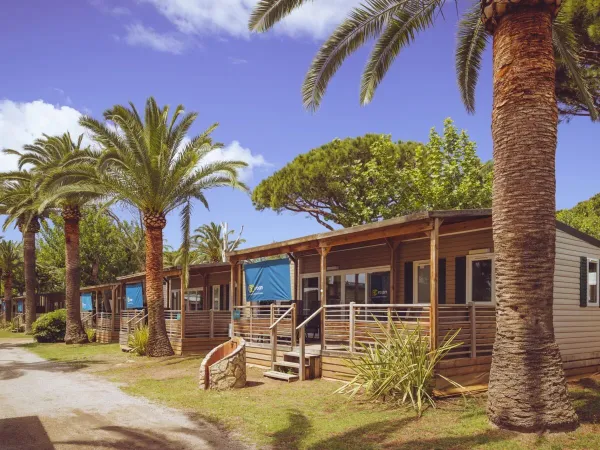 Mobil-homes parmi les palmiers au camping Roan Playa Montroig.