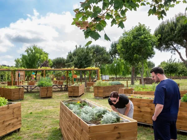 Le grand jardin potager du camping Roan hu Park Albatros Village.