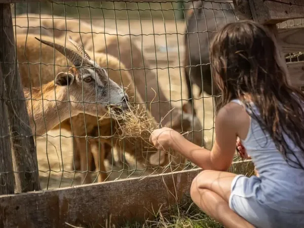 Zoo pour enfants au camping Roan Méditerranée Plage.