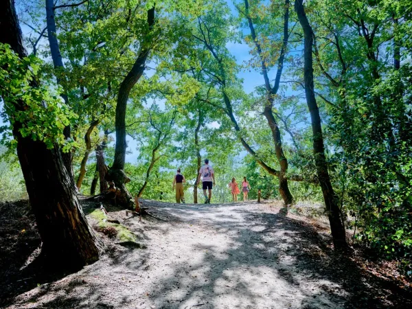 Promenade dans les bois au camping Roan Marvilla Parks Kaatsheuvel.