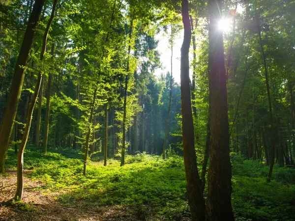 Les belles forêts près du camping Roan Le Lac des Vieilles Forges.