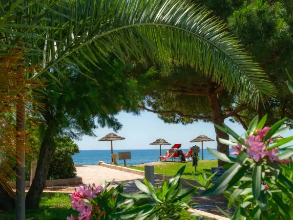 Beaucoup de verdure au camping Roan Arinella Bianca, des parasols sur la plage.