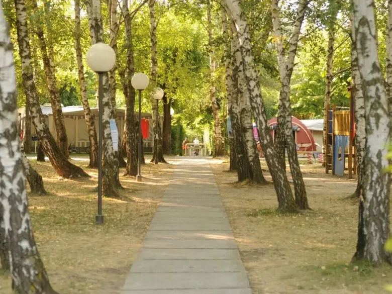 Sentier de randonnée parmi les bouleaux au camping Roan de Sassabanek.