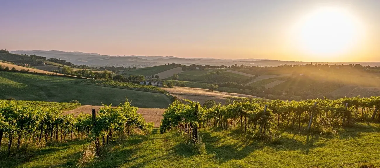 Coucher de soleil près d'une vigne, à proximité des campings Roan en Émilie-Romagne.