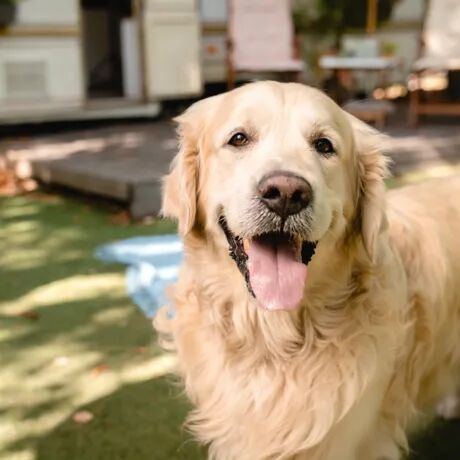 Réservez dès maintenant vos vacances de dernière minute avec un chien